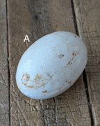 CHOICE Ironstone Egg Crate & 3 Ironstone Broody Eggs