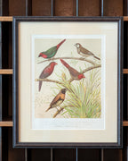 Custom Framed Antique Chromolithograph Featuring Finches, c1875-1878