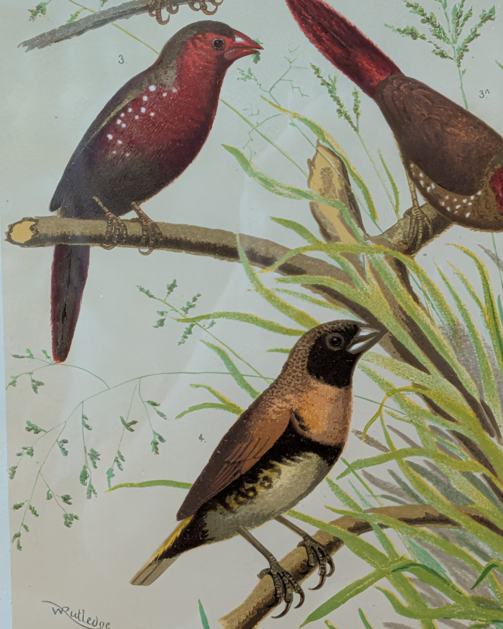 Custom Framed Antique Chromolithograph Featuring Finches, c1875-1878