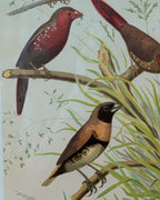 Custom Framed Antique Chromolithograph Featuring Finches, c1875-1878