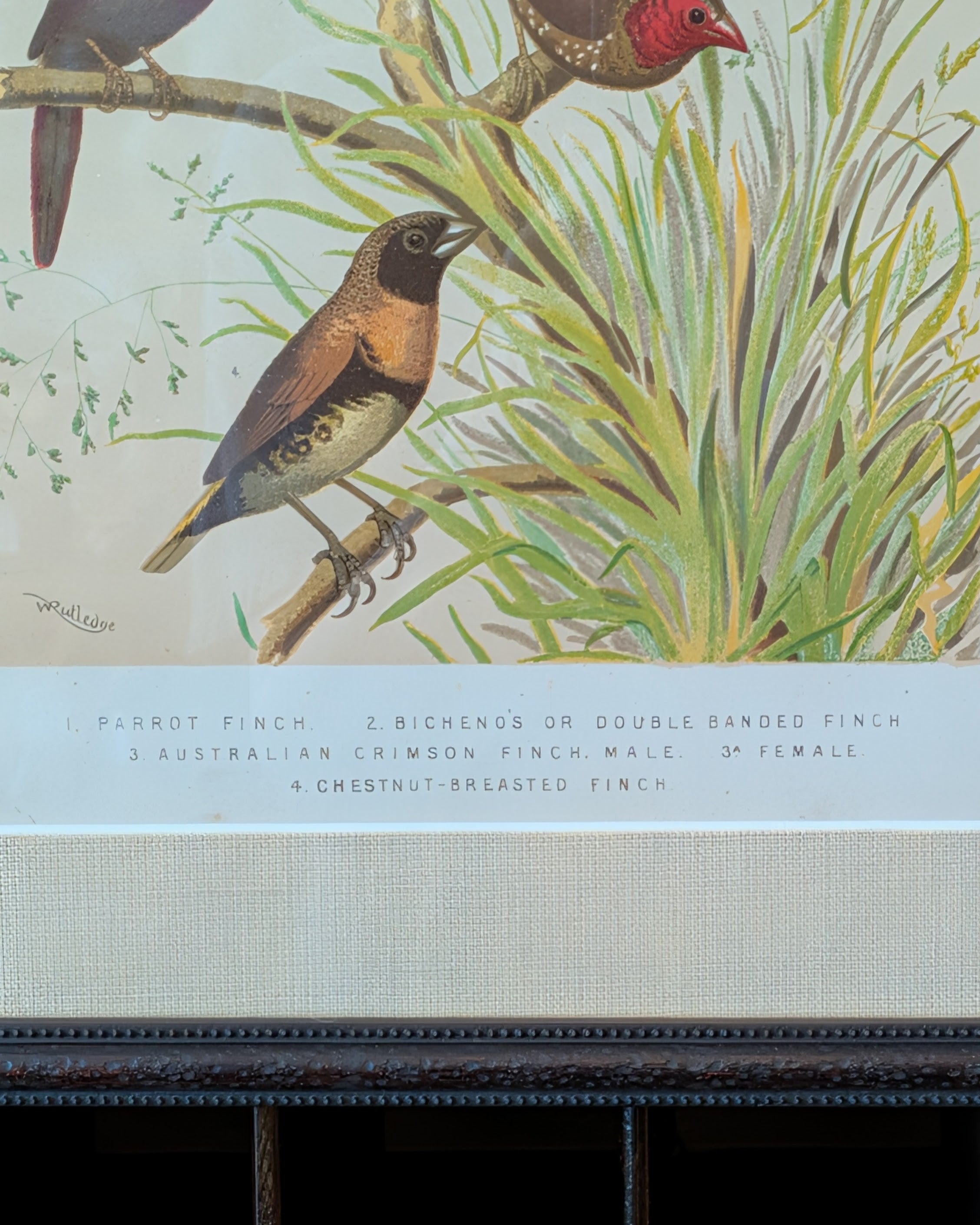 Custom Framed Antique Chromolithograph Featuring Finches, c1875-1878
