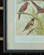 Custom Framed Antique Chromolithograph Featuring Finches, c1875-1878