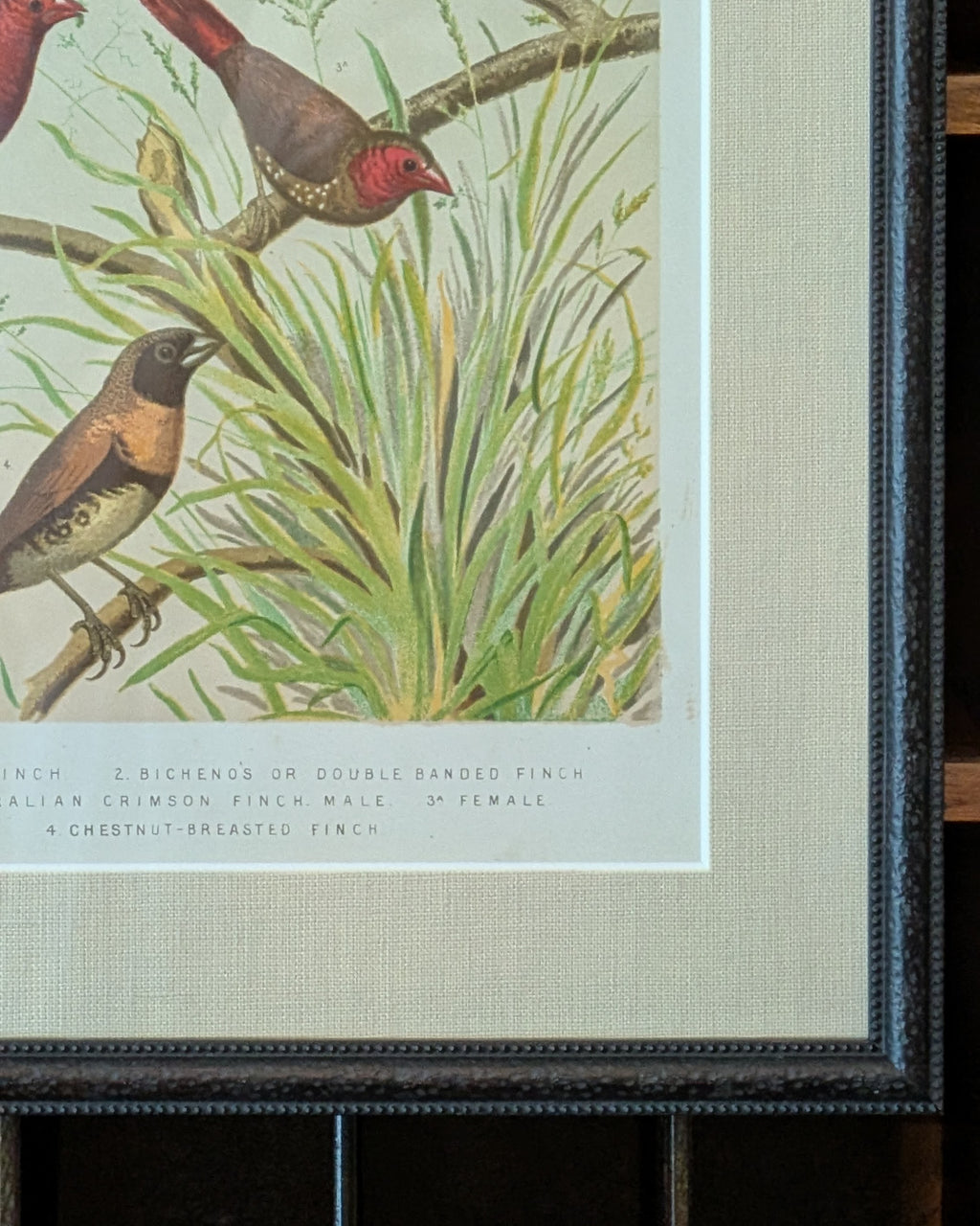 Custom Framed Antique Chromolithograph Featuring Finches, c1875-1878
