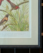 Custom Framed Antique Chromolithograph Featuring Finches, c1875-1878