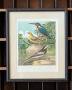 Custom Framed Antique Chromolithograph Featuring King-Fisher & Wagtail Birds, c1875-1878