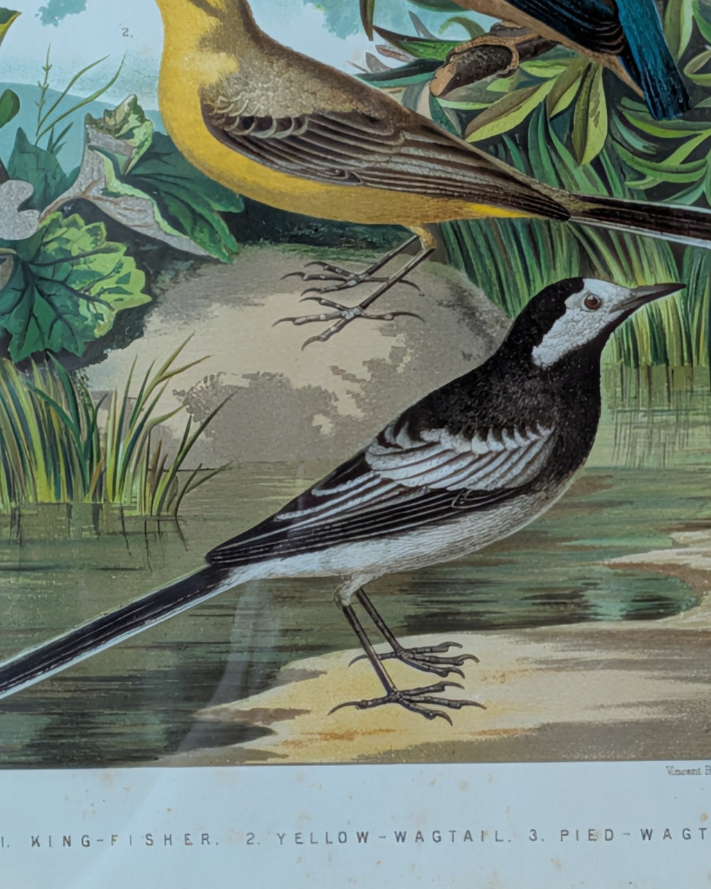 Custom Framed Antique Chromolithograph Featuring King-Fisher & Wagtail Birds, c1875-1878