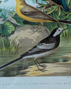 Custom Framed Antique Chromolithograph Featuring King-Fisher & Wagtail Birds, c1875-1878