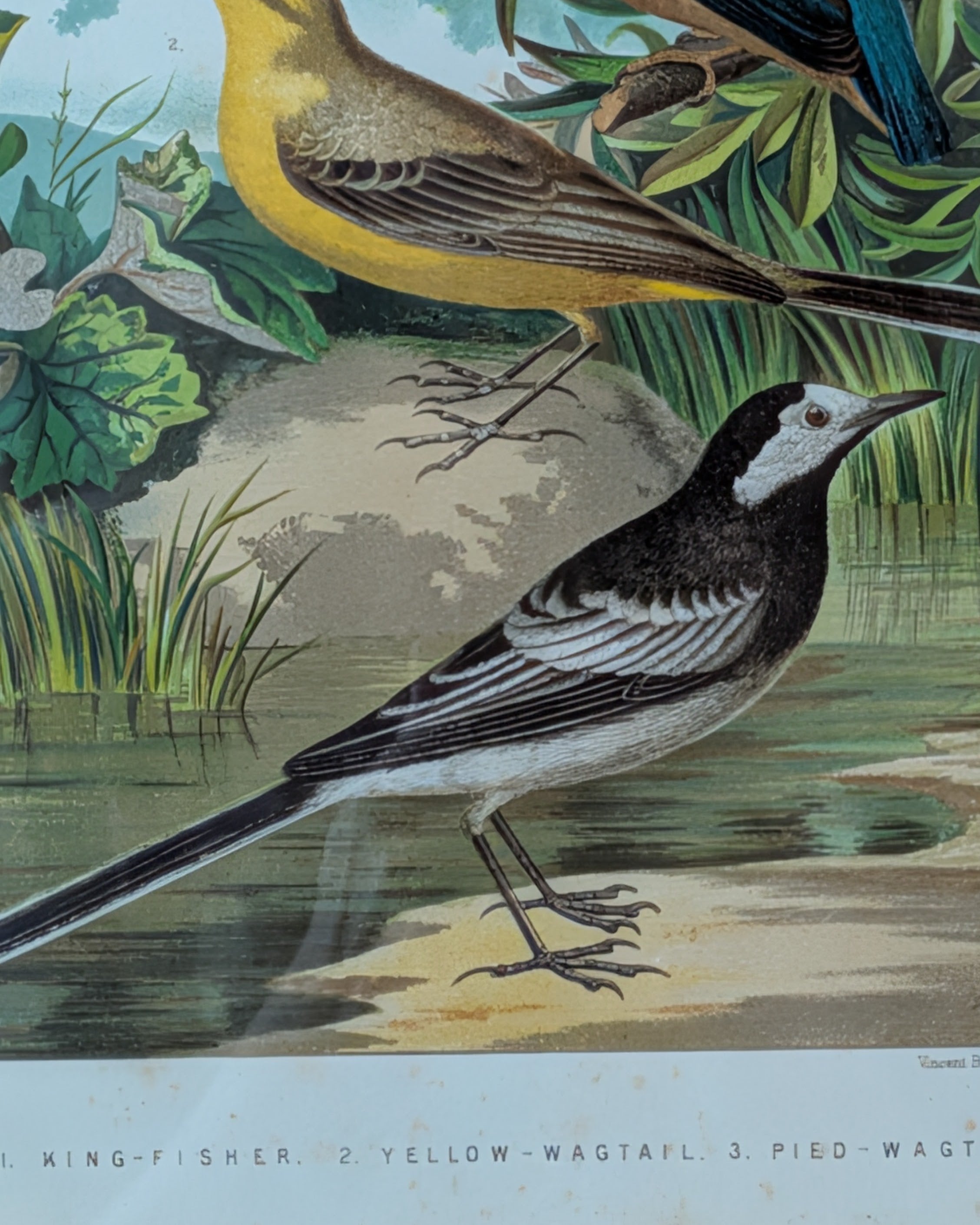 Custom Framed Antique Chromolithograph Featuring King-Fisher & Wagtail Birds, c1875-1878