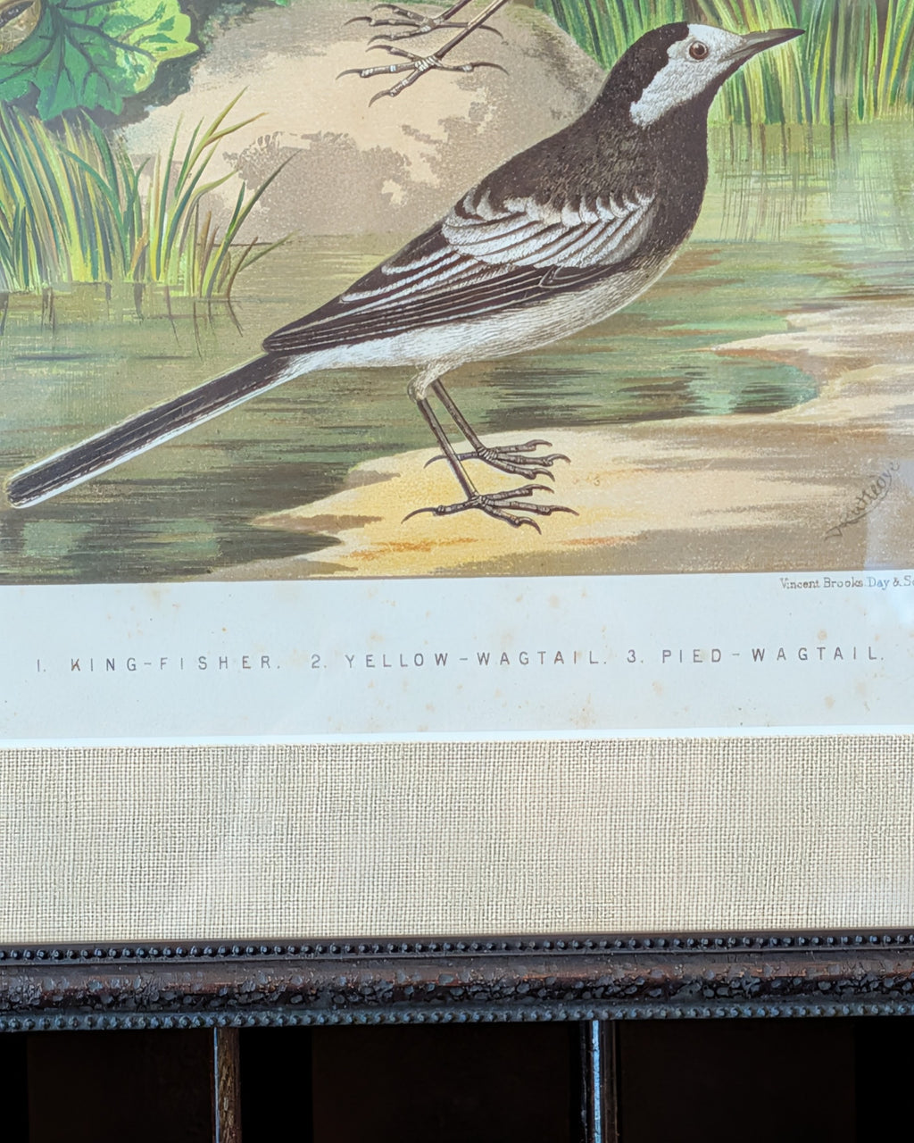 Custom Framed Antique Chromolithograph Featuring King-Fisher & Wagtail Birds, c1875-1878