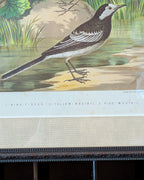 Custom Framed Antique Chromolithograph Featuring King-Fisher & Wagtail Birds, c1875-1878