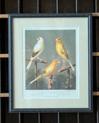 Custom Framed Antique Chromolithograph Titled "Gold Finch & Canary Mules", c1875-1878