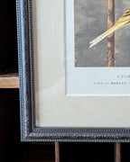 Custom Framed Antique Chromolithograph Titled "Gold Finch & Canary Mules", c1875-1878