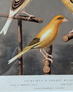 Custom Framed Antique Chromolithograph Titled "Gold Finch & Canary Mules", c1875-1878