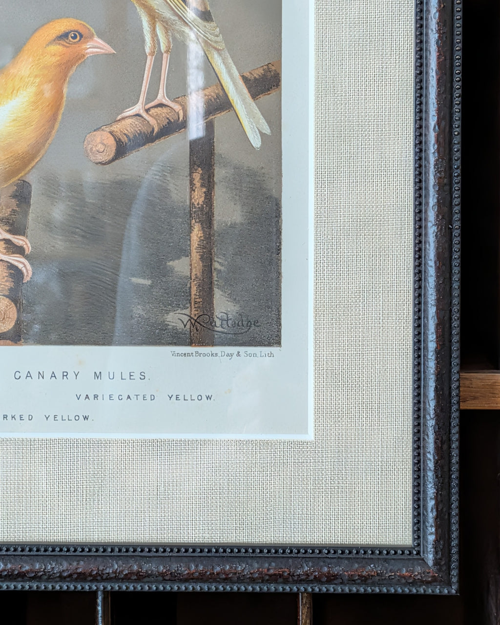 Custom Framed Antique Chromolithograph Titled "Gold Finch & Canary Mules", c1875-1878