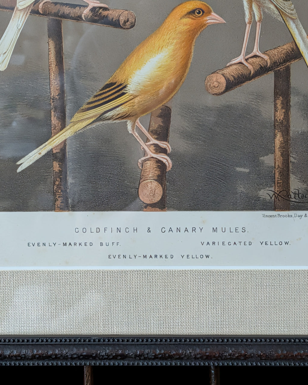 Custom Framed Antique Chromolithograph Titled "Gold Finch & Canary Mules", c1875-1878