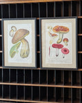 CHOICE of 2 Chromolithograph Illustrations, c1890