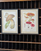 CHOICE of 2 Chromolithograph Illustrations, c1890