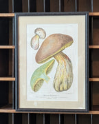 CHOICE of 2 Chromolithograph Illustrations, c1890