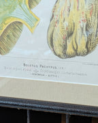 CHOICE of 2 Chromolithograph Illustrations, c1890