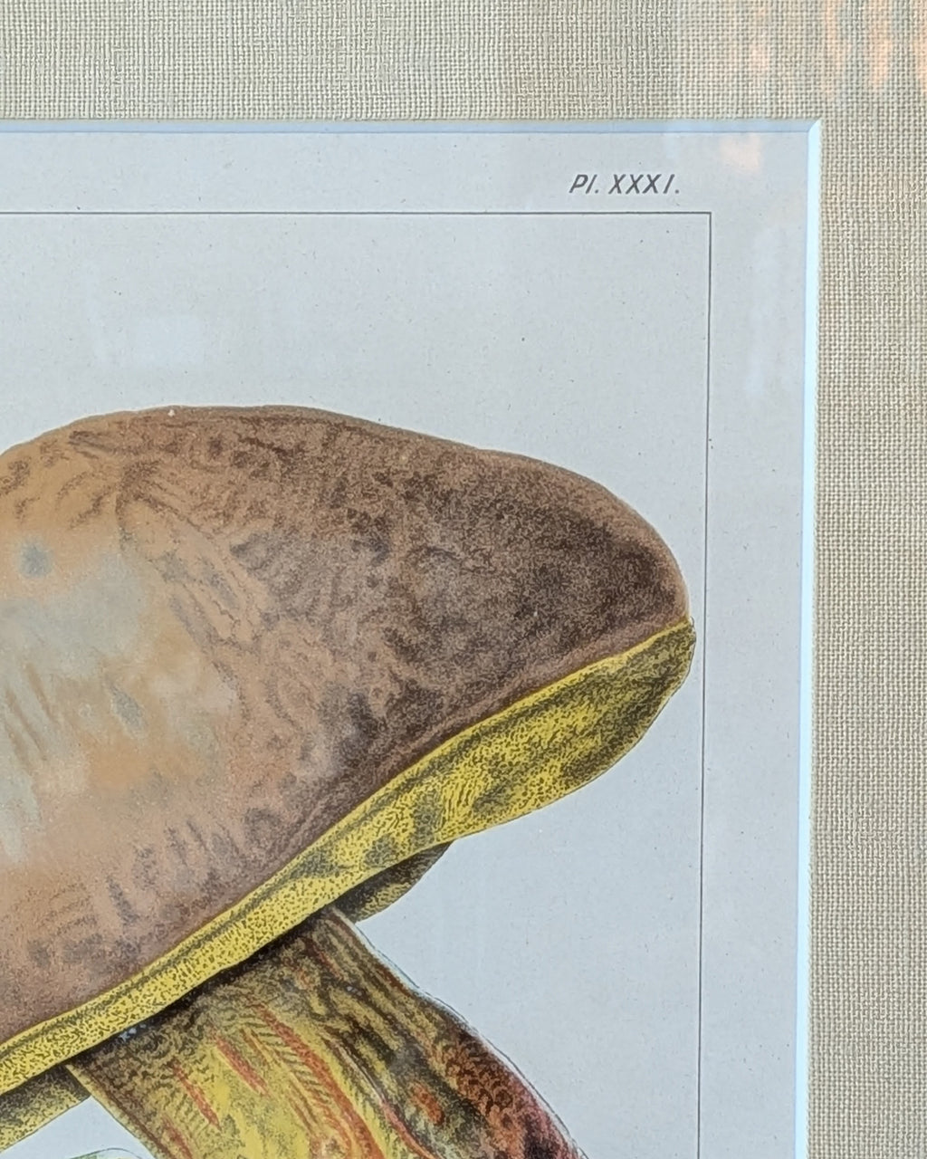 CHOICE of 2 Chromolithograph Illustrations, c1890