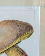 CHOICE of 2 Chromolithograph Illustrations, c1890