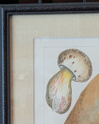 CHOICE of 2 Chromolithograph Illustrations, c1890