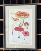 CHOICE of 2 Chromolithograph Illustrations, c1890