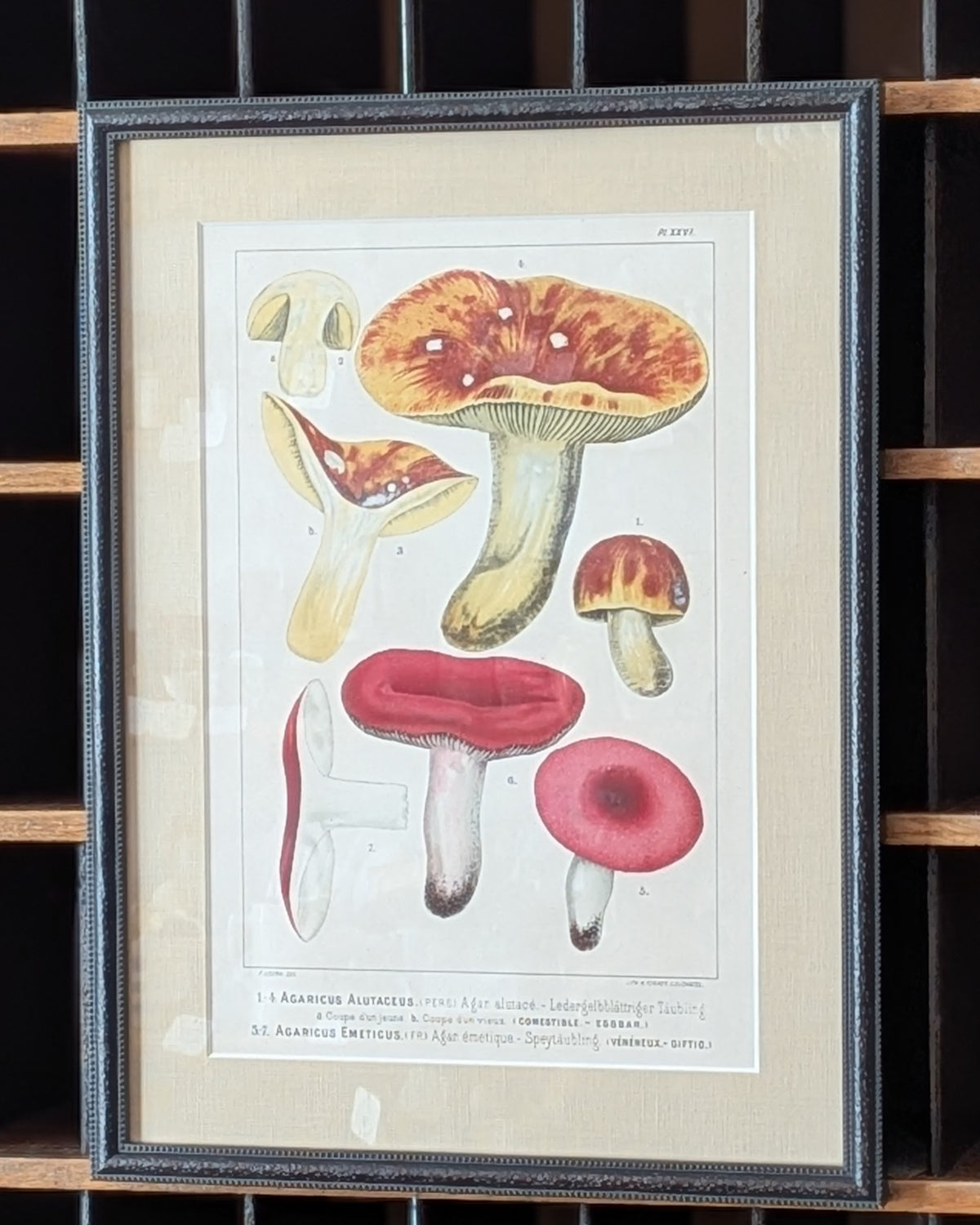 CHOICE of 2 Chromolithograph Illustrations, c1890