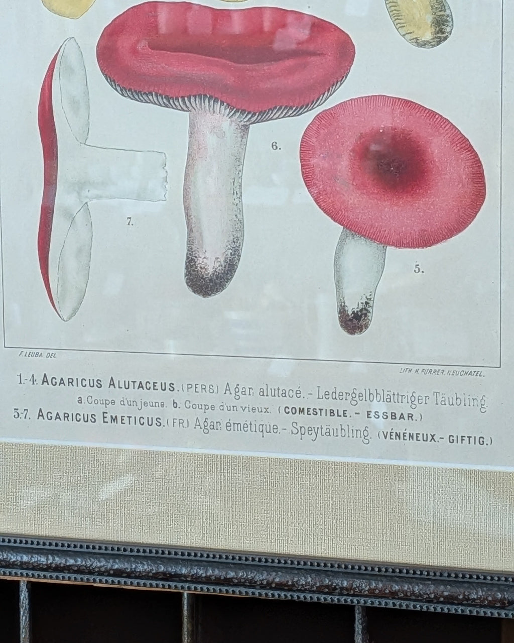 CHOICE of 2 Chromolithograph Illustrations, c1890