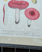 CHOICE of 2 Chromolithograph Illustrations, c1890