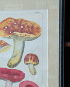 CHOICE of 2 Chromolithograph Illustrations, c1890