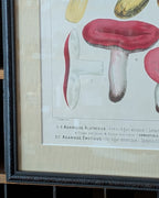 CHOICE of 2 Chromolithograph Illustrations, c1890
