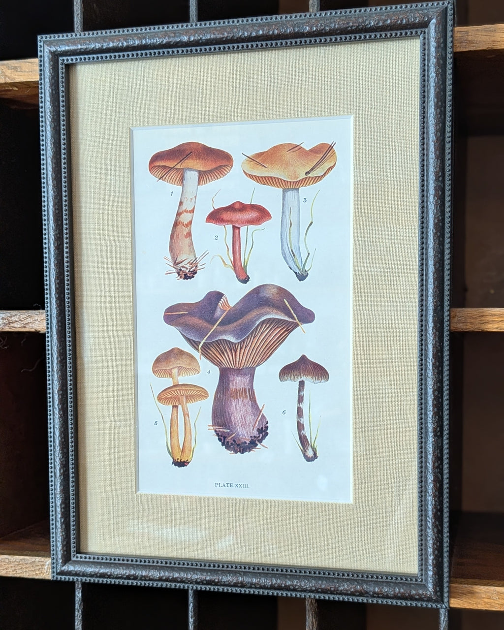CHOICE of 6 Framed Botanical Illustrations, c1911
