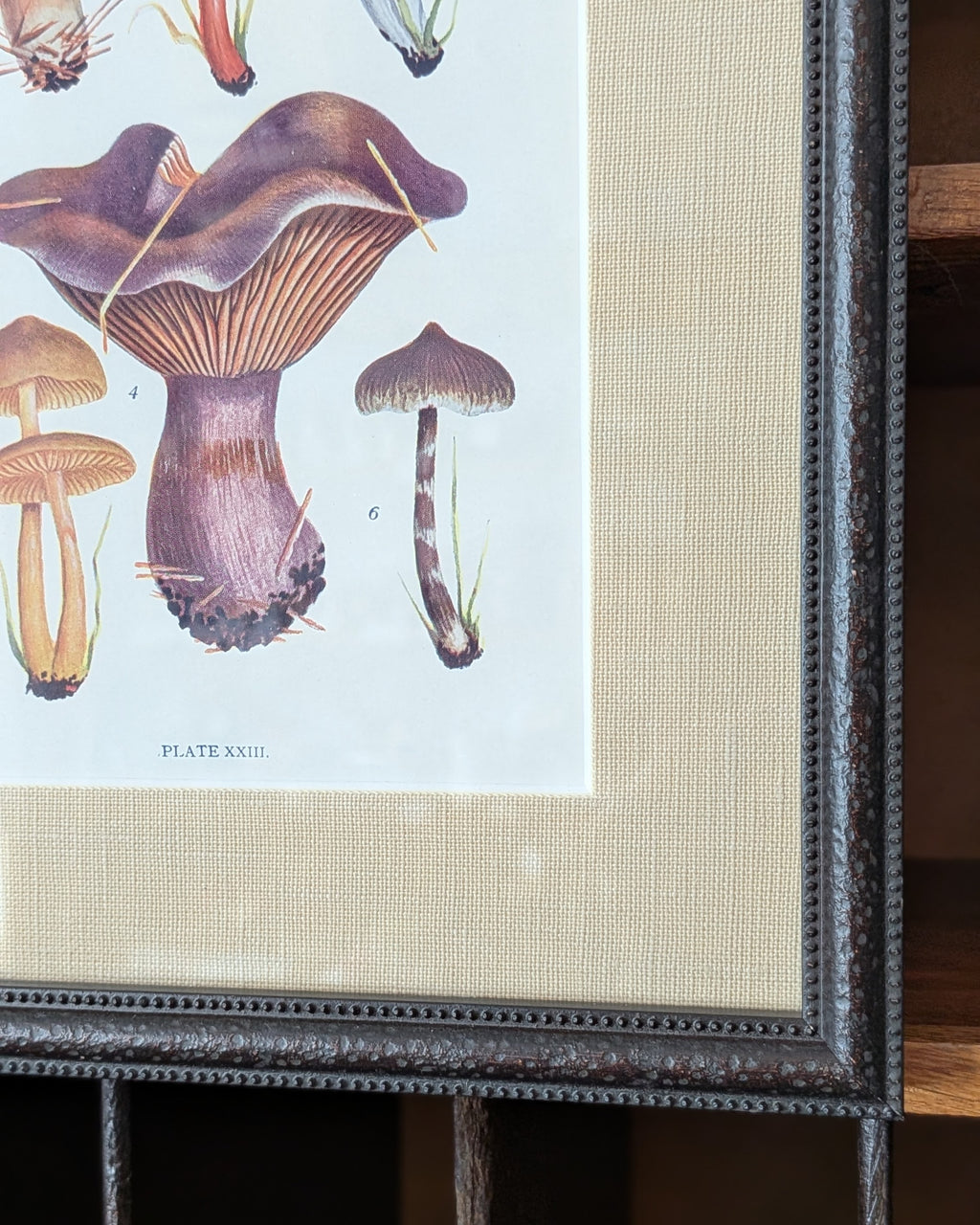 CHOICE of 6 Framed Botanical Illustrations, c1911