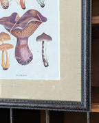 CHOICE of 6 Framed Botanical Illustrations, c1911