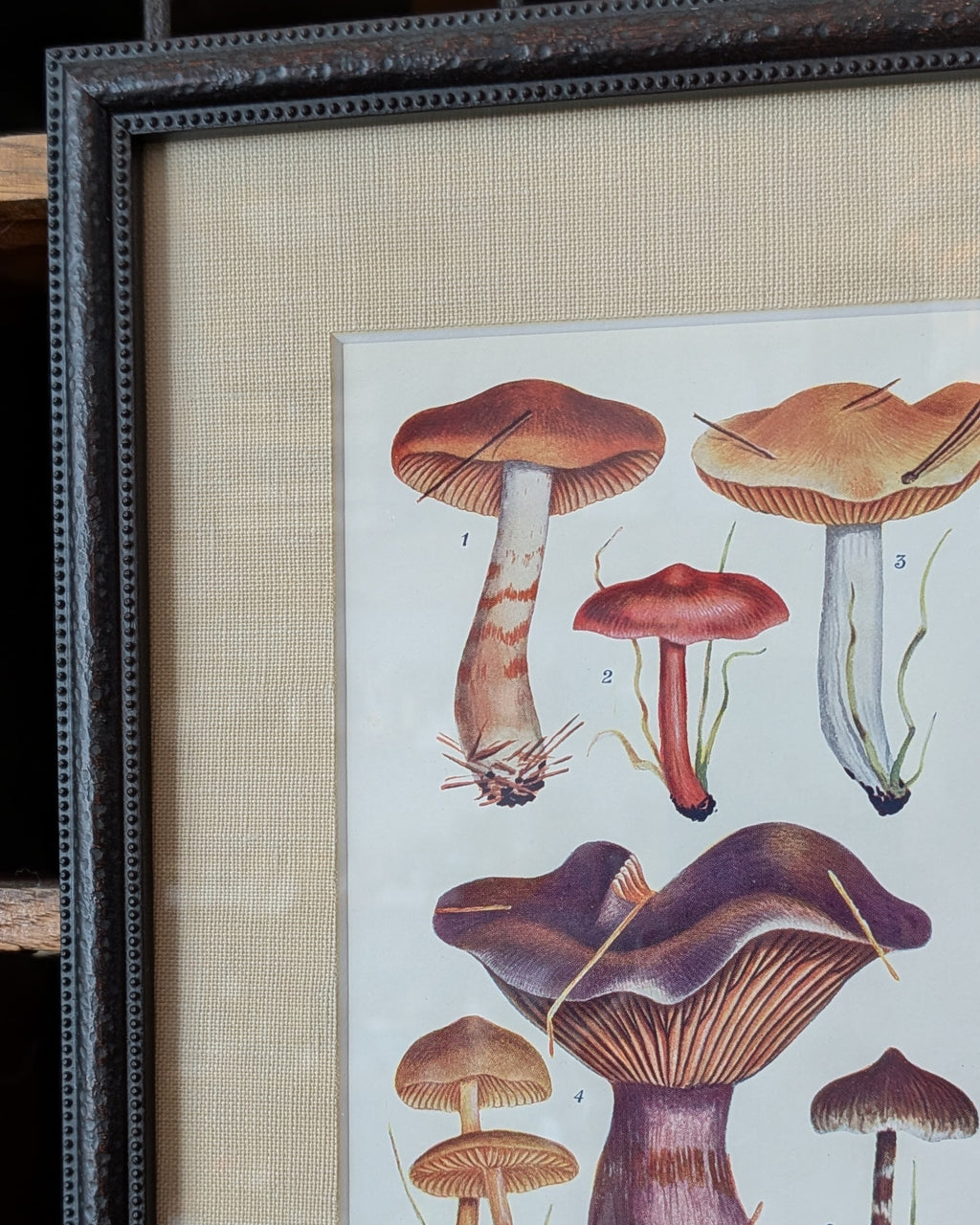 CHOICE of 6 Framed Botanical Illustrations, c1911