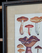 CHOICE of 6 Framed Botanical Illustrations, c1911