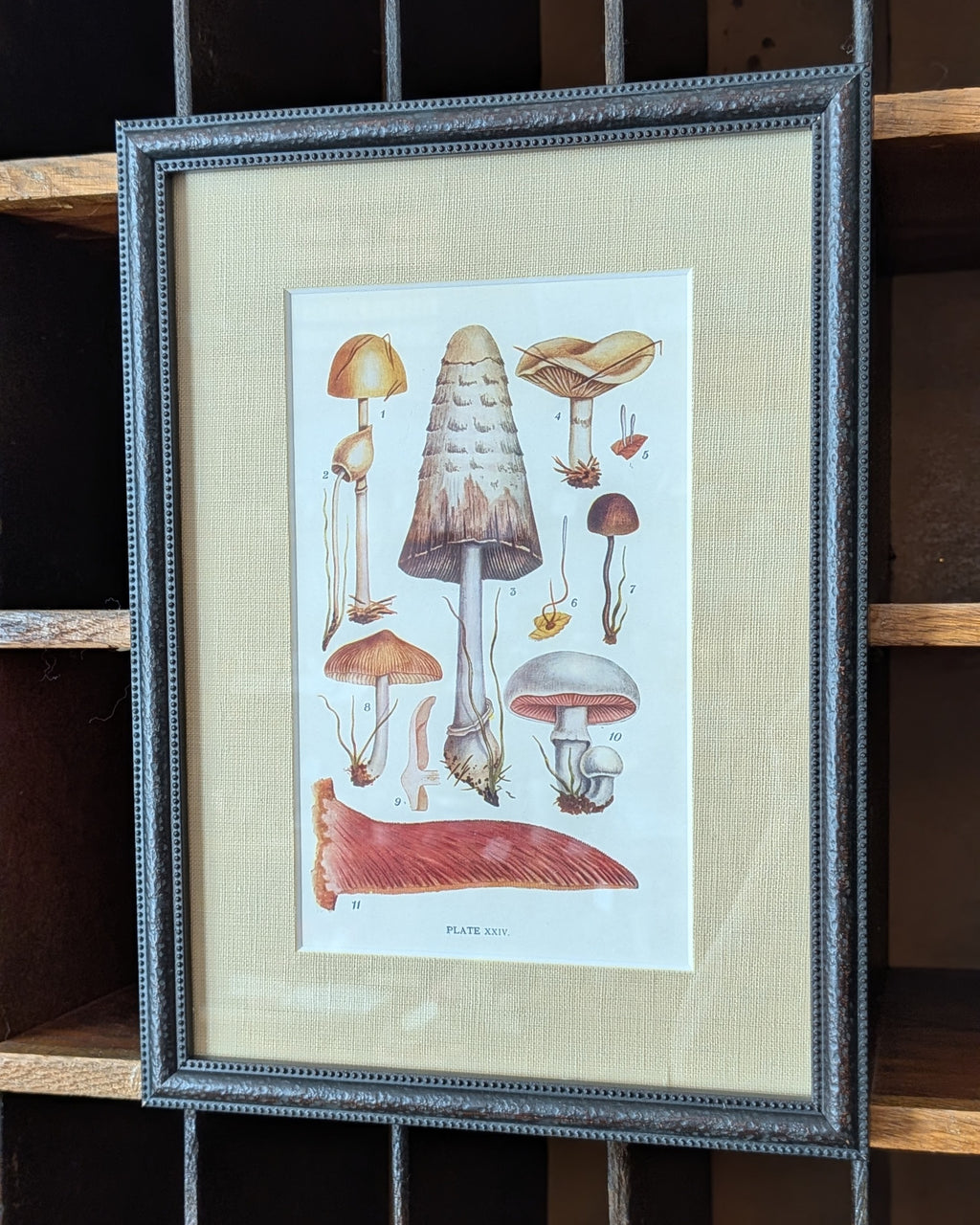 CHOICE of 6 Framed Botanical Illustrations, c1911