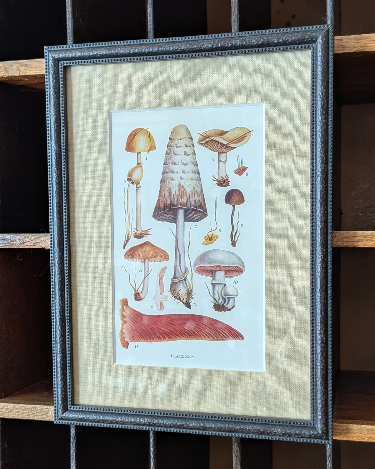CHOICE of 6 Framed Botanical Illustrations, c1911