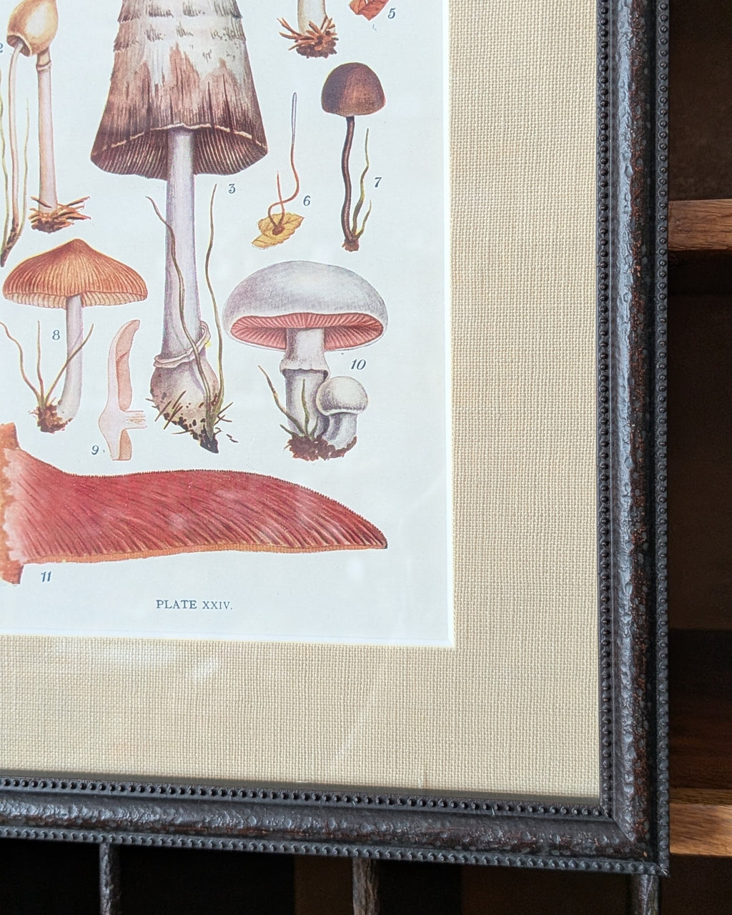 CHOICE of 6 Framed Botanical Illustrations, c1911