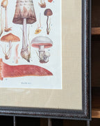 CHOICE of 6 Framed Botanical Illustrations, c1911