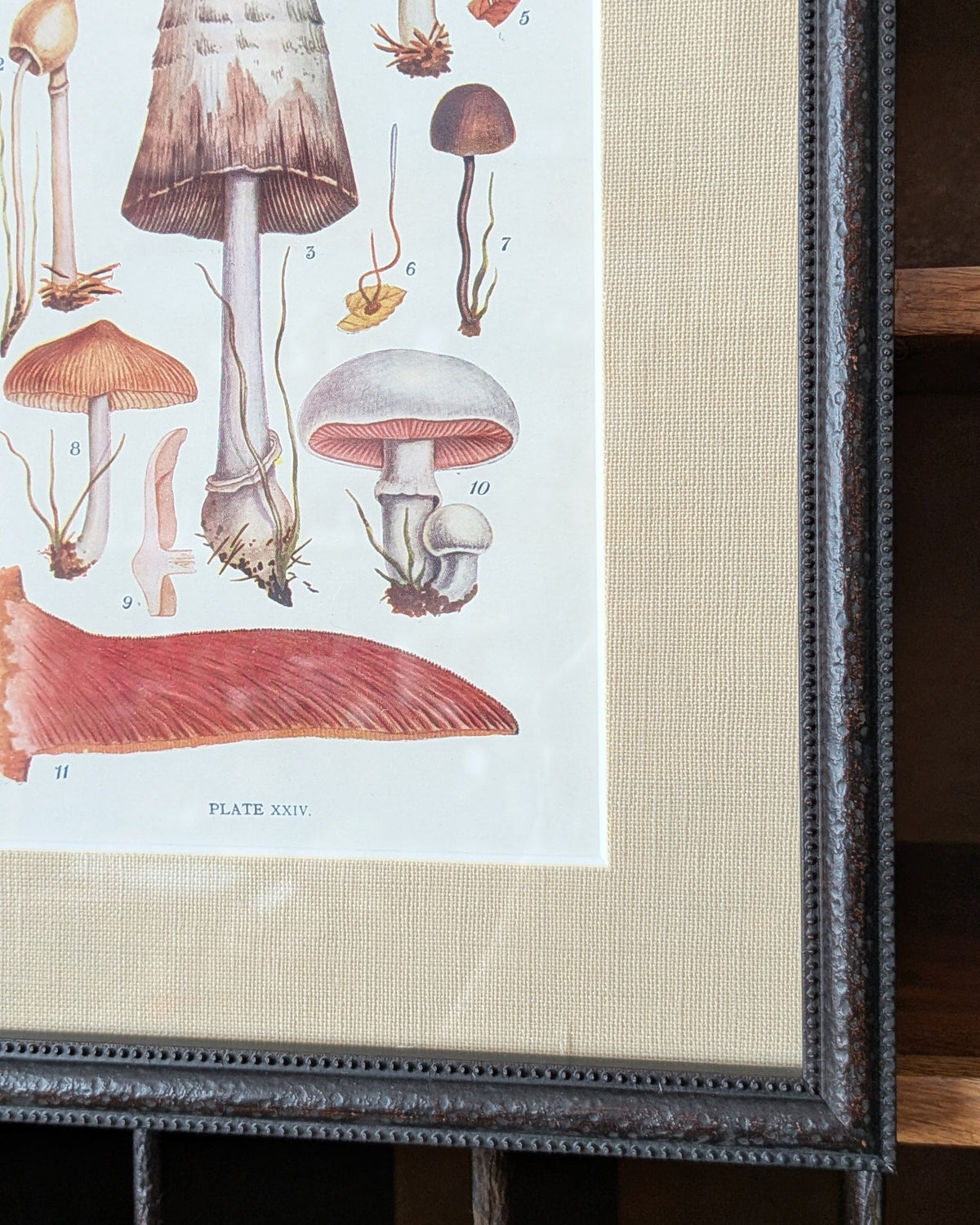 CHOICE of 6 Framed Botanical Illustrations, c1911