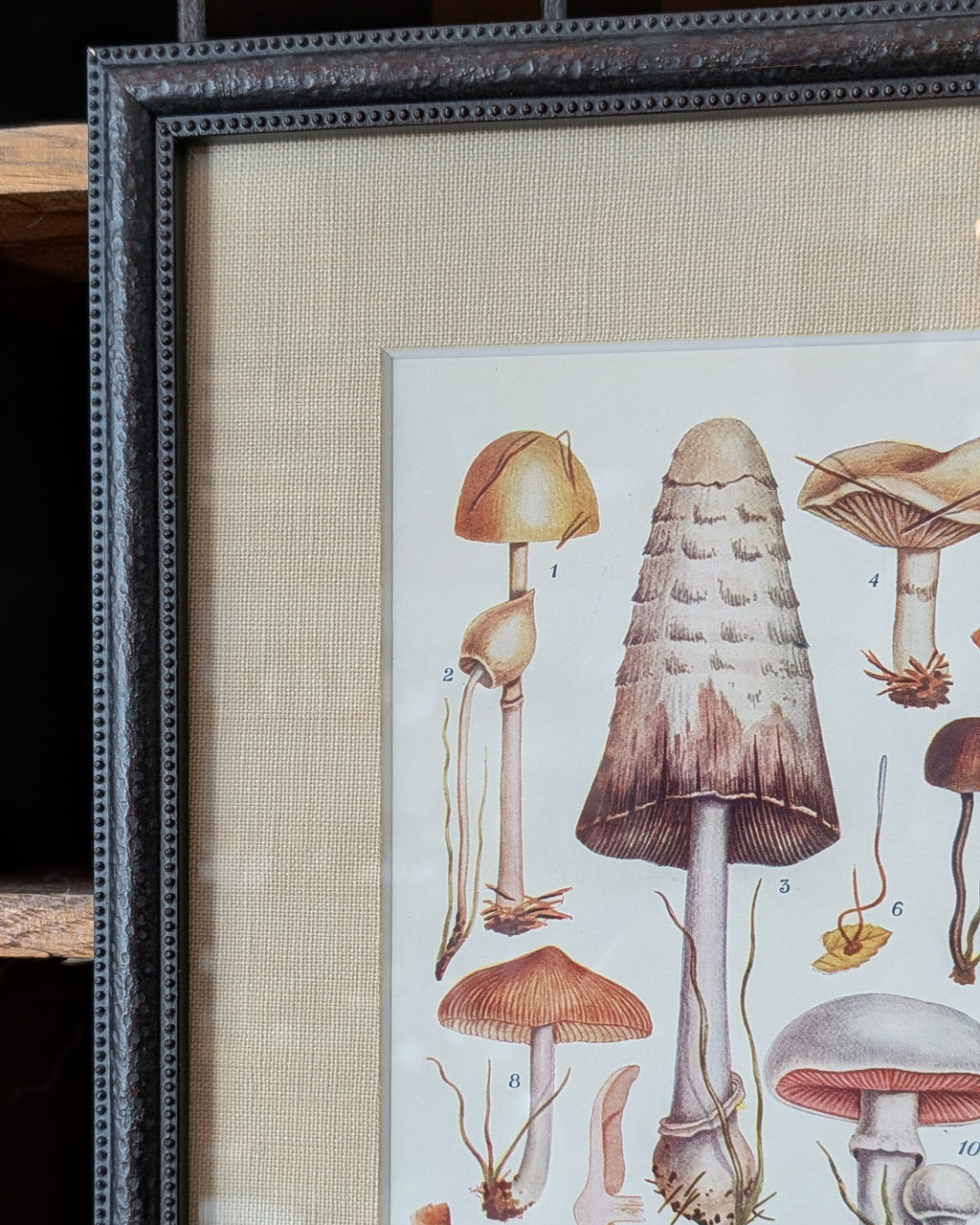 CHOICE of 6 Framed Botanical Illustrations, c1911