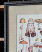 CHOICE of 6 Framed Botanical Illustrations, c1911