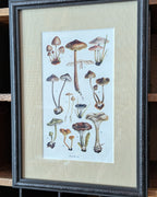 CHOICE of 6 Framed Botanical Illustrations, c1911