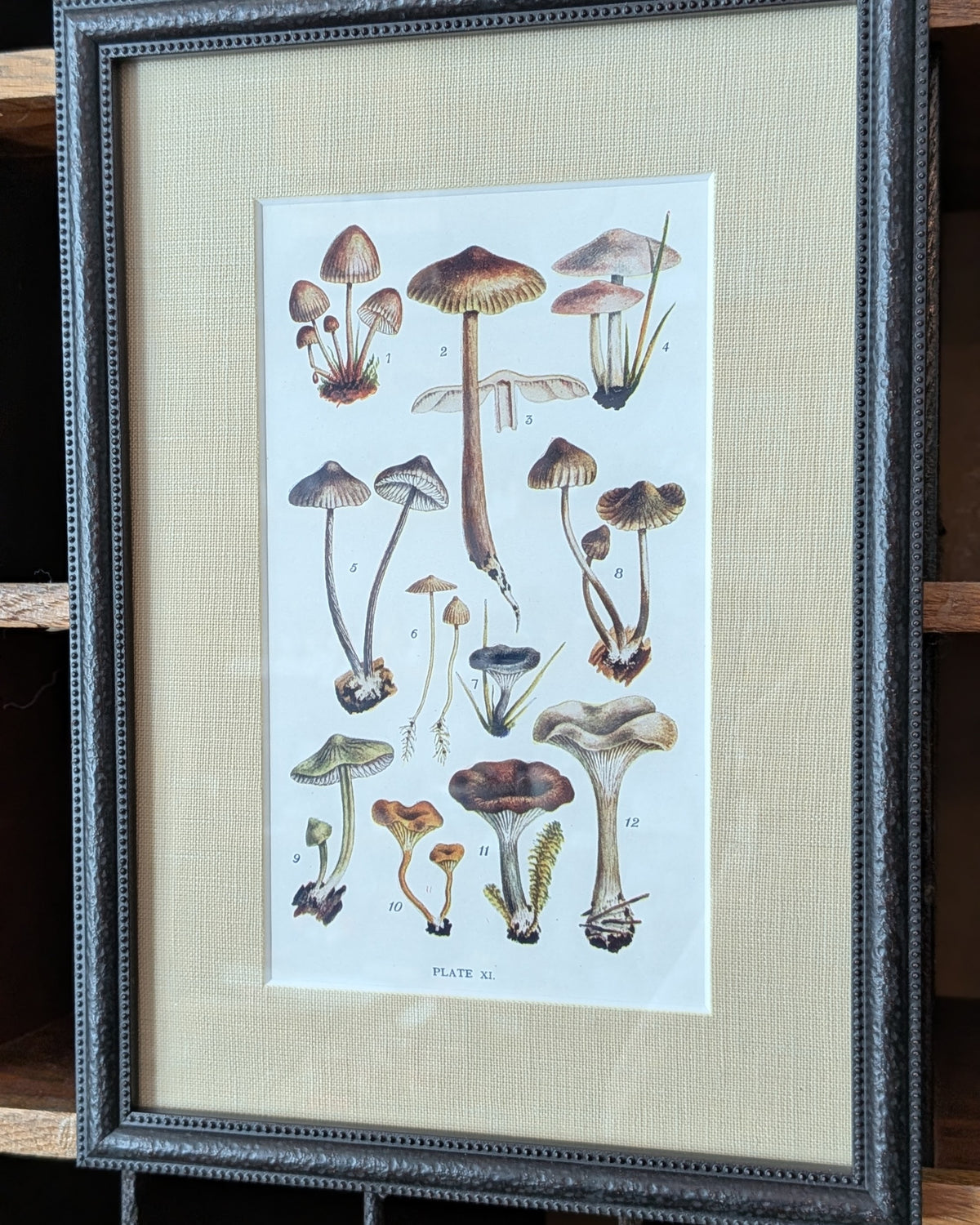 CHOICE of 6 Framed Botanical Illustrations, c1911