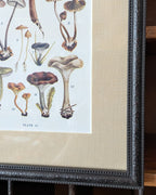 CHOICE of 6 Framed Botanical Illustrations, c1911