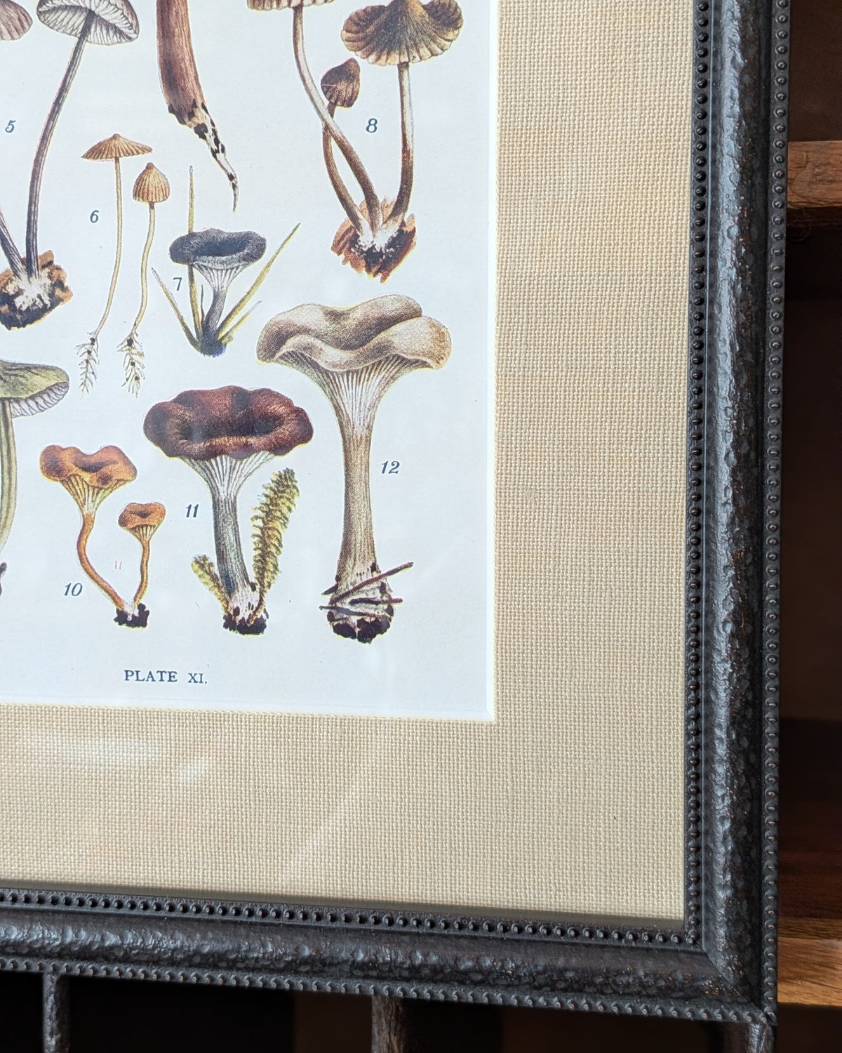 CHOICE of 6 Framed Botanical Illustrations, c1911