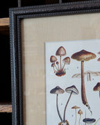 CHOICE of 6 Framed Botanical Illustrations, c1911