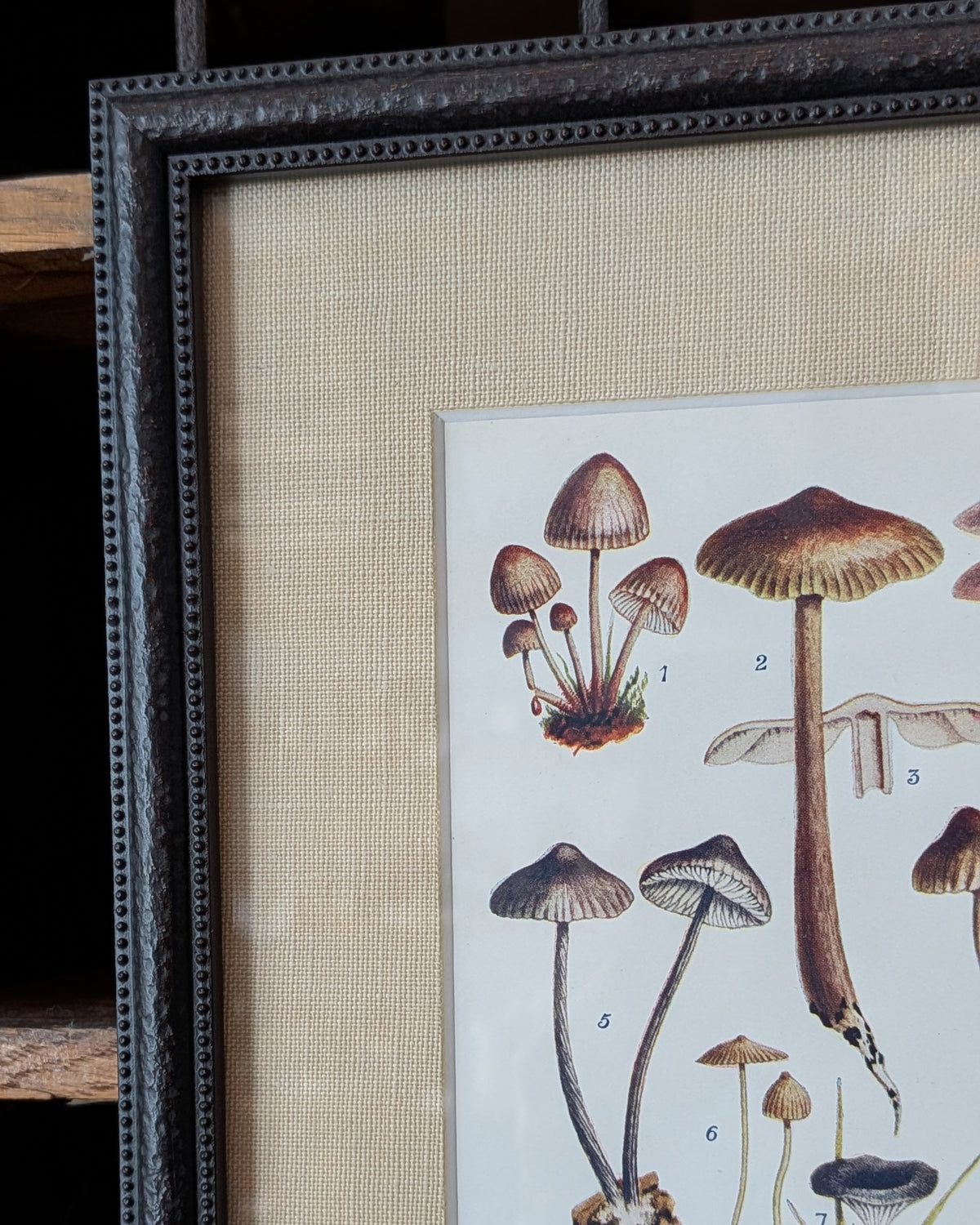 CHOICE of 6 Framed Botanical Illustrations, c1911